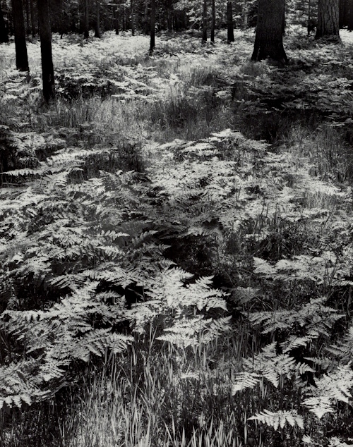 Ansel Adams, Ferns, Valley Floor  |Afterimage Gallery