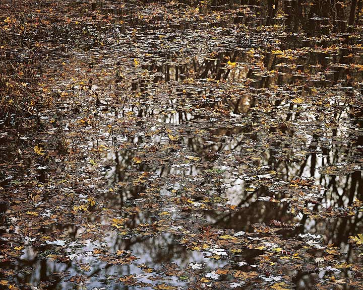 Christopher Burkett, Floating Leaves | Afterimage Gallery