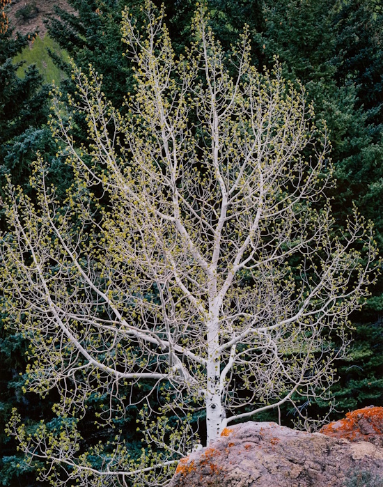 Christopher Burkett, Spring Aspen | Afterimage Gallery