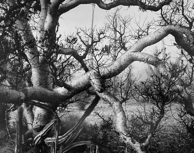 Brett Weston, Trees, Mexico | Afterimage Gallery