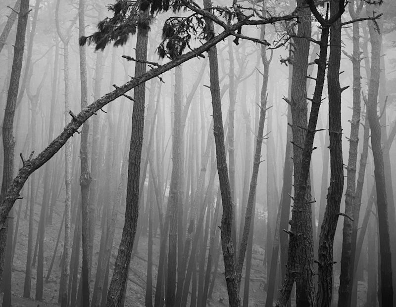 Ron Wohlaurer, Delmonte Forest | Afterimage Gallery