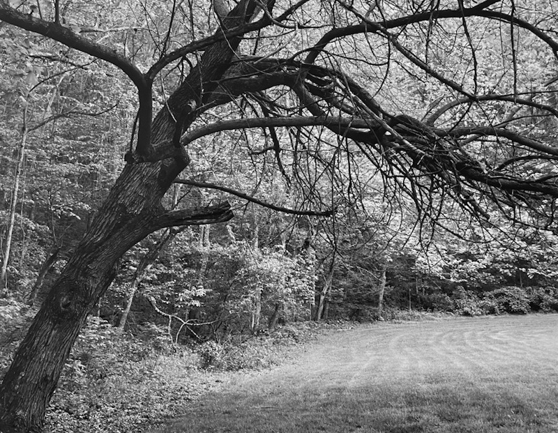 Ron Wohlaurer, Tree and Lawn | Afterimage Gallery