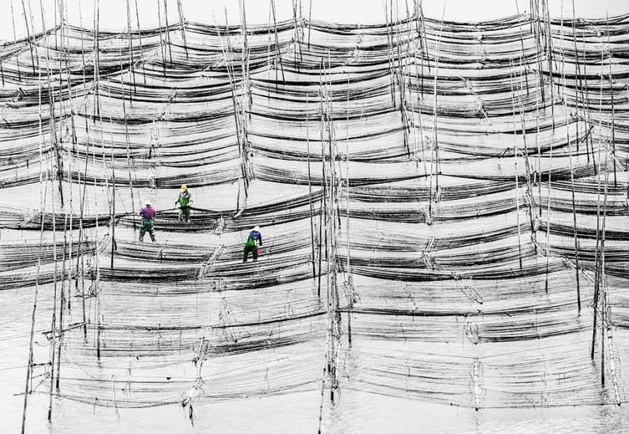 Donghai Xia, Fallas Seaweed Harvest